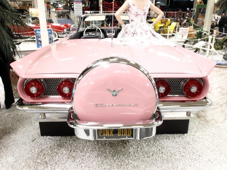 more pink bird
