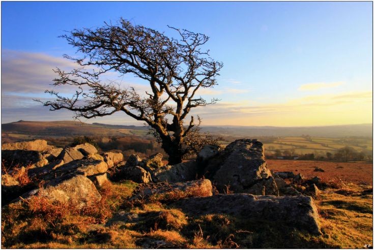 December Evening At Pew Tor - Tough old hawthorn