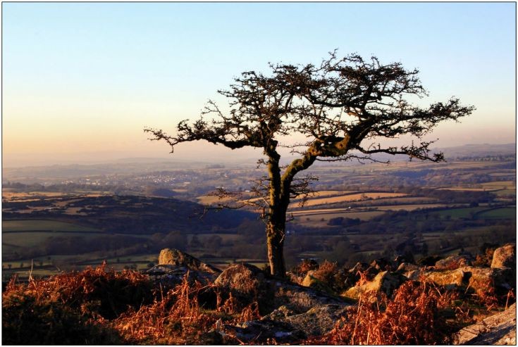 Hawthorn - A Tree With A view
