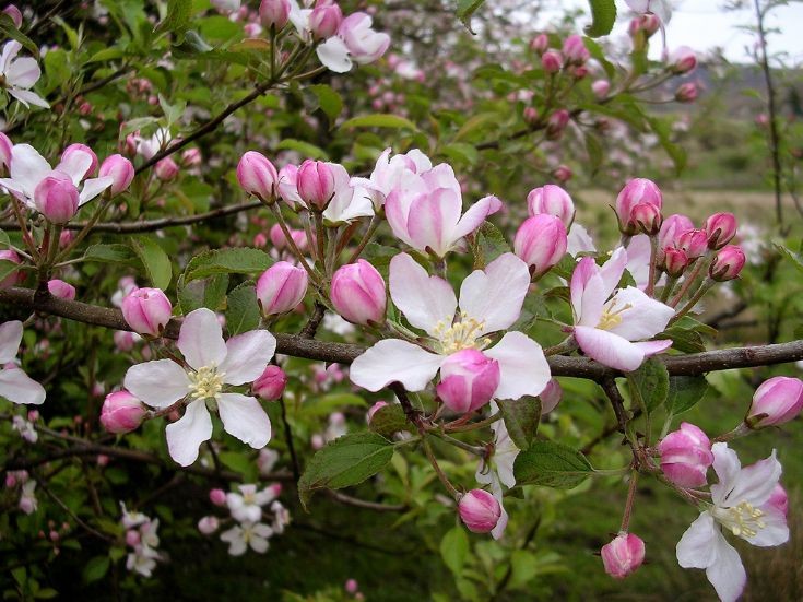 Achintee Crab Apple 4 (Malus sylvestris)