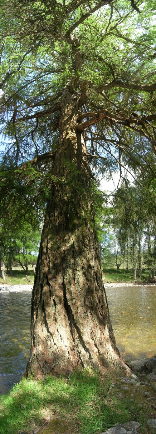 A Fine Larch (Larix decidua) near Carrbridge, Scotland