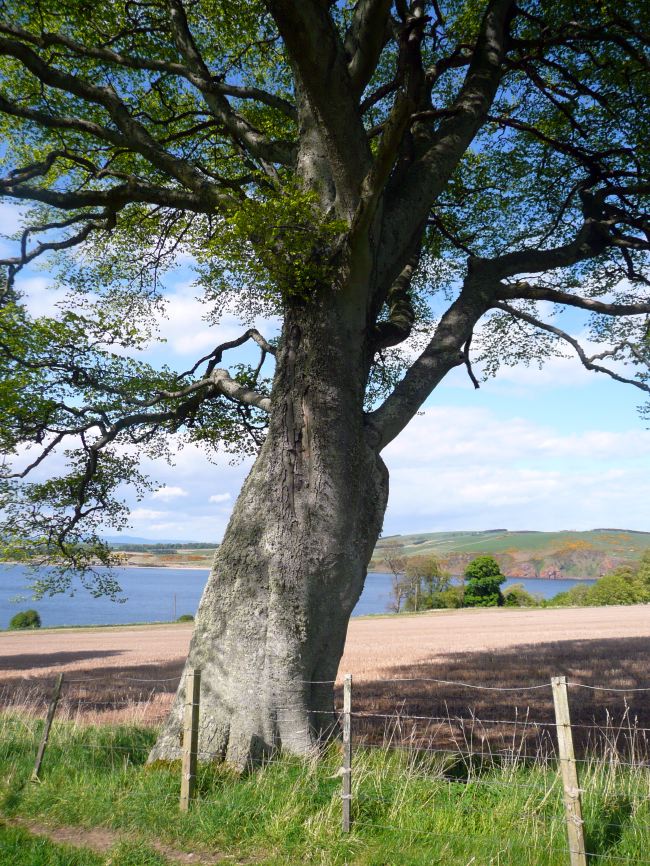 Fine, muscular old Beech (Fagus sylvatica) on Cromarty Sutor, Black Isle, Scotland