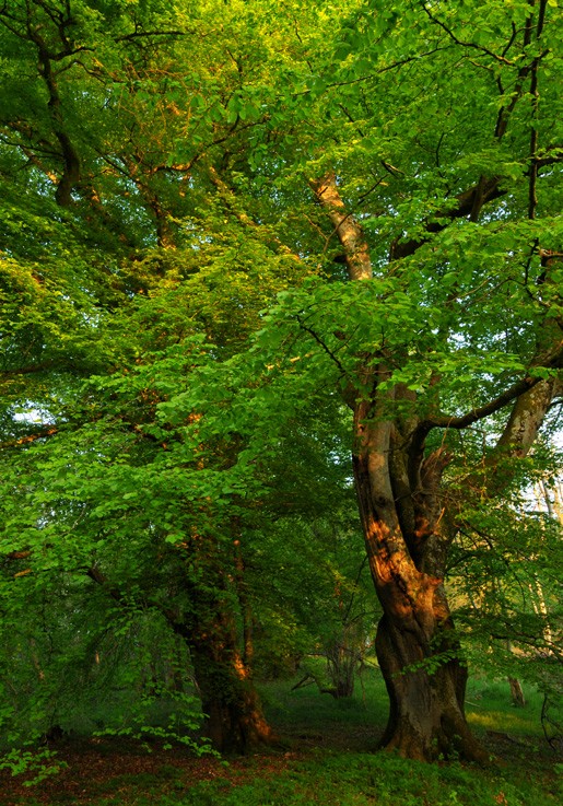 Lime Trees in Spring foliage, Ferintosh Burn, Black Isle, Scotland (Tilia × europaea)