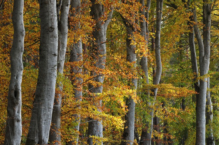 Avenue of Beech Trees in Autumn Colour, near Munlochy, Black Isle, Scotland
