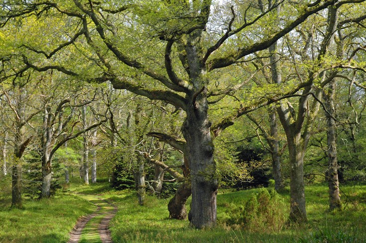 Beech Tree (Fagus sylvatica) at Cawdor, near Nairn, Scotland