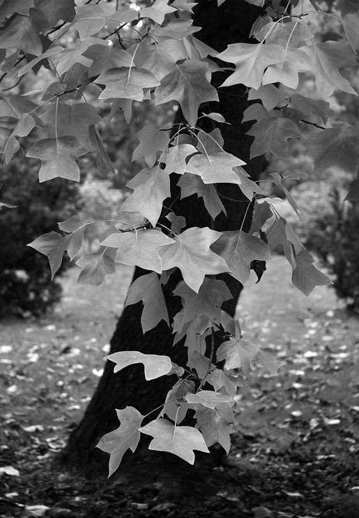Tulip Tree (Liriodendron tulipifera), Kew Gardens