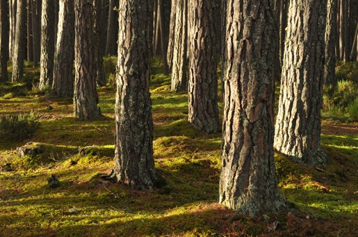 Scots Pine (Pinus sylvestris), Loch Garten.