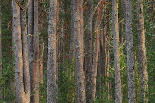 Scots Pine (Pinus Sylvestris), Loch Garten, Scotland