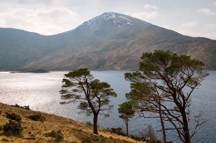 Scots Pine (Pinus Sylvestris), Loch Quoich.