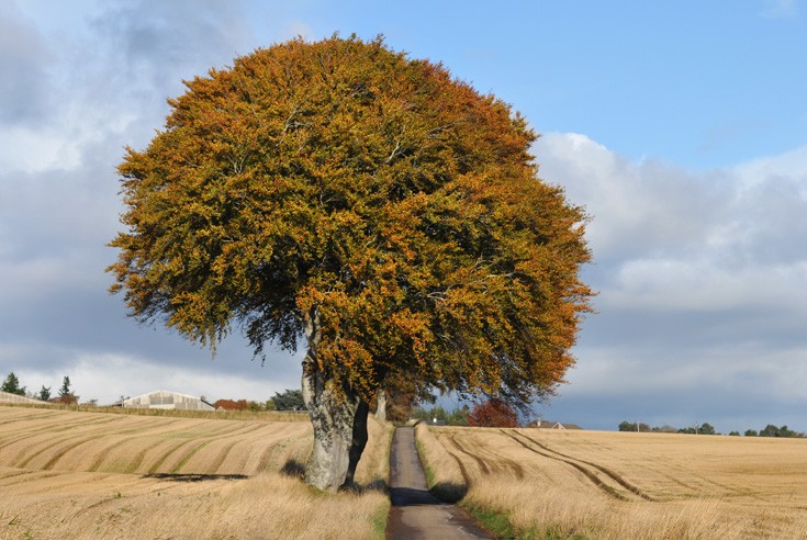 Beech Trees (Fagus Sylvatica) on farm road, in Autumn, Munlochy, Black Isle, Scotland