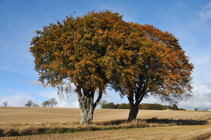 Pair of adjoining Beech Trees (Fagus Sylvatica), Roskill Farm, Munlochy, Black Isle, Scotland
