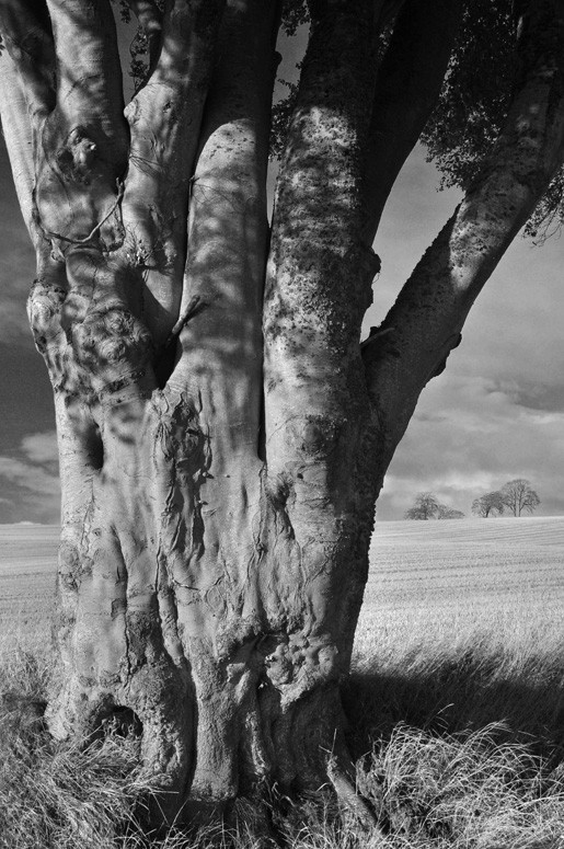 Trunk of mature Beech Tree (Fagus Sylvatica), Munlochy, Black Isle, Scotland