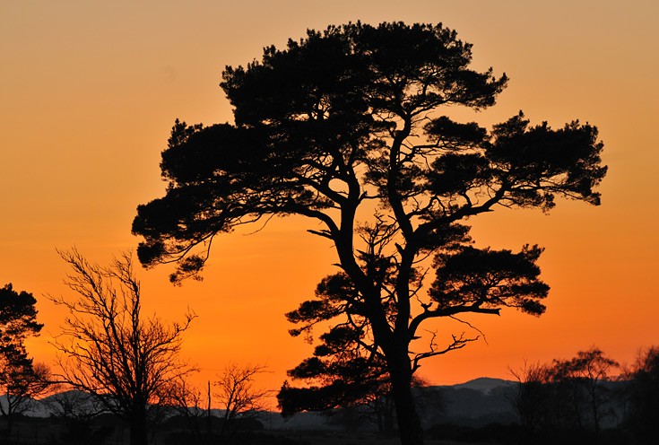 Trees in Silhouette (Scots Pine), Springfield, Black Isle, Scotland.