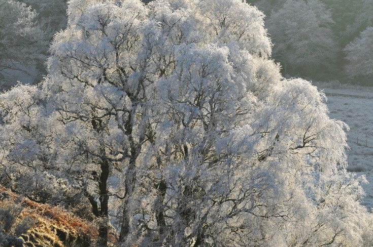 Hoar Frosted Silver Birch (Betula pendula), Glen Glass, Ross-shire, Scotland