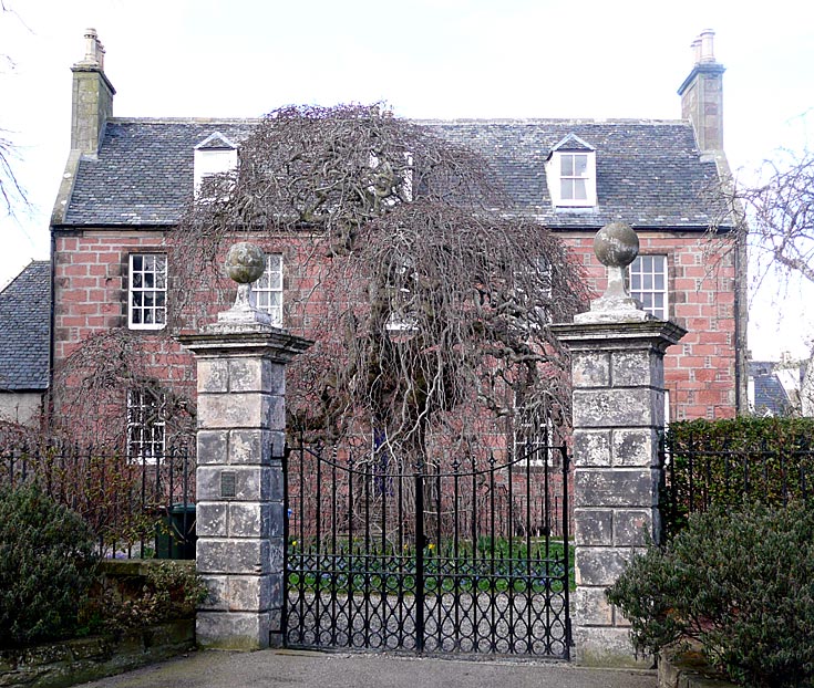 Magnificent Camperdown Elm (Ulmus glabra 'Camperdownii') at Forsyth House, Cromarty, Scotland