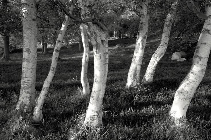 Silver Birch (Betula pendula), Ferintosh, Black Isle