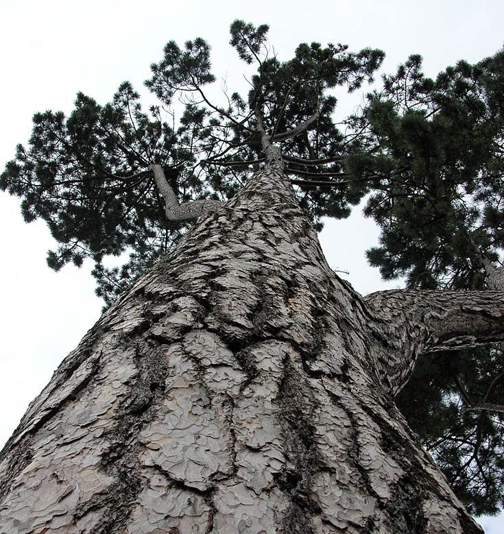 Magnificent but unidentified Pine near Royal Crescent, Bath
