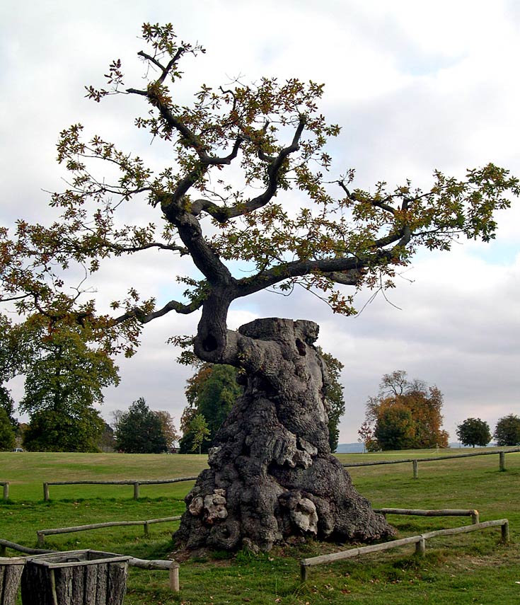Ancient derelict English Oak (Quercus Robur) in the grounds of Castle Howard, York