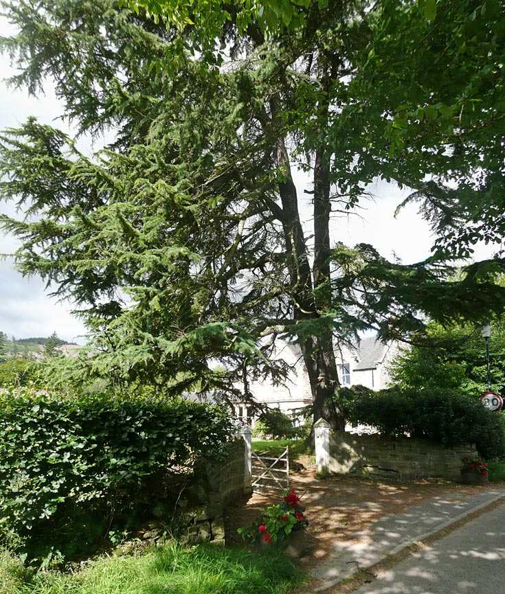 Atlas Cedar (Cedrus Atlantica) beside Achterneed road, near Strathpeffer, Ross & Cromarty
