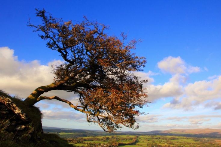 Hawthorn in Autumn
