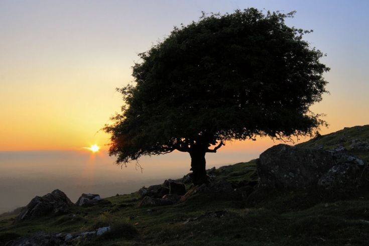 Hawthorn Sunset