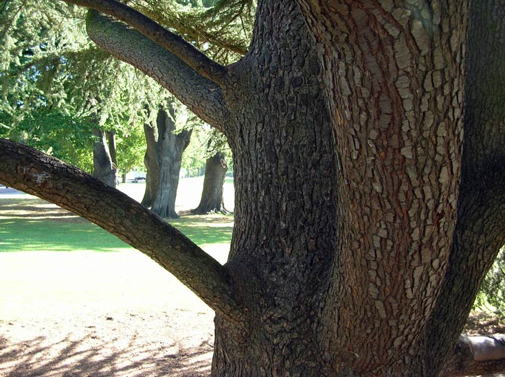 Fissured bark of a fine Atlantic Cedar in Victoria Park, Bath