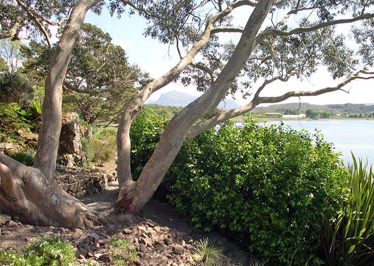 Eucalyptus (Blue Gum) at Inverewe Garden NTS, Easter Ross