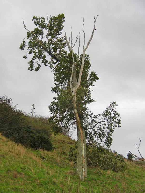 'The Lightning Tree' - lightning damaged Ash (Fraxinus excelsior) near Cromarty, Easter Ross