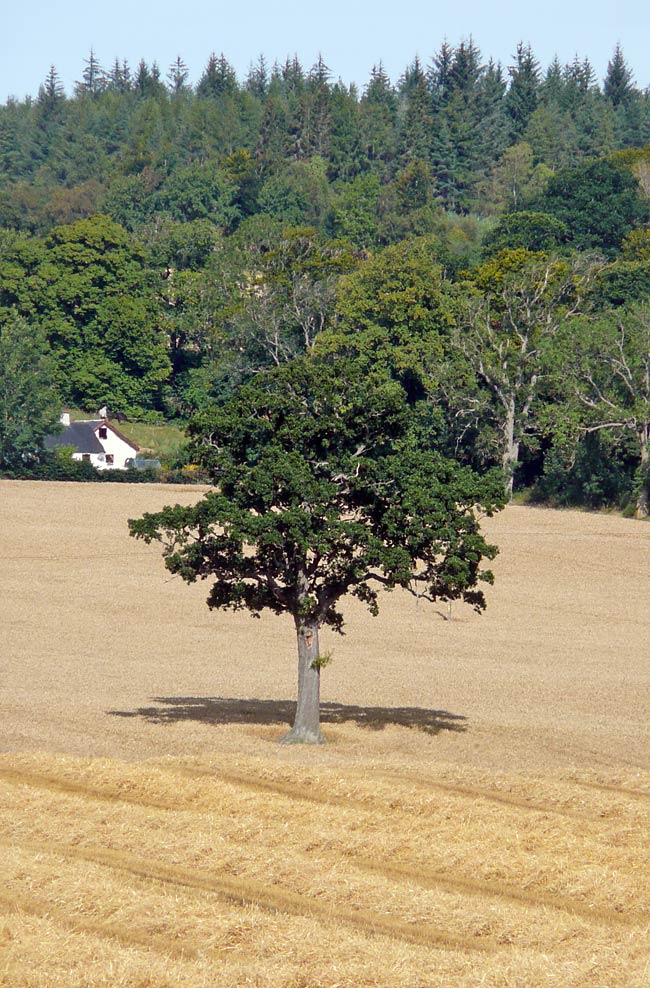 A lone Oak Tree in the middle of a wheat field during harvest