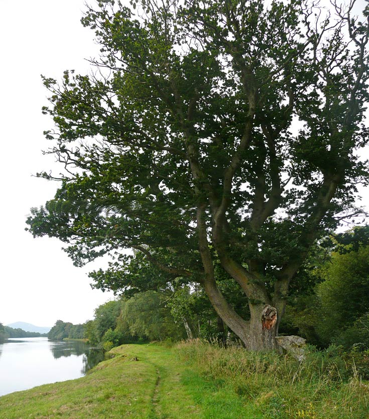 Fine old Oak Tree on the banks of the River Conon, Maryburgh, Ross & Cromarty