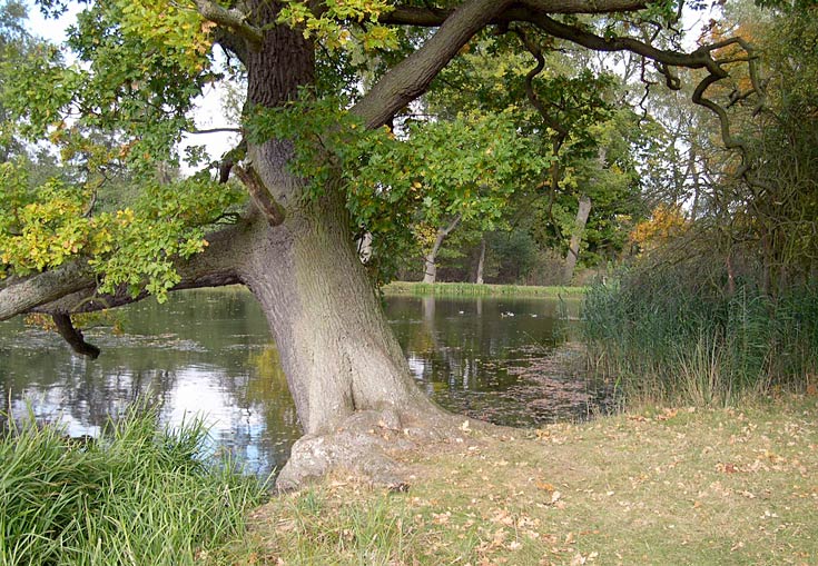 Old Oak (Quercus Robur) on the bank of the Great Lake at Castle Howard