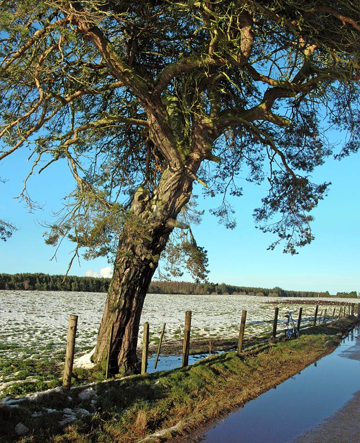 Veteran Scots Pine (Pinus sylvestris) near Raddery, Black Iszle, Ross & Cromarty