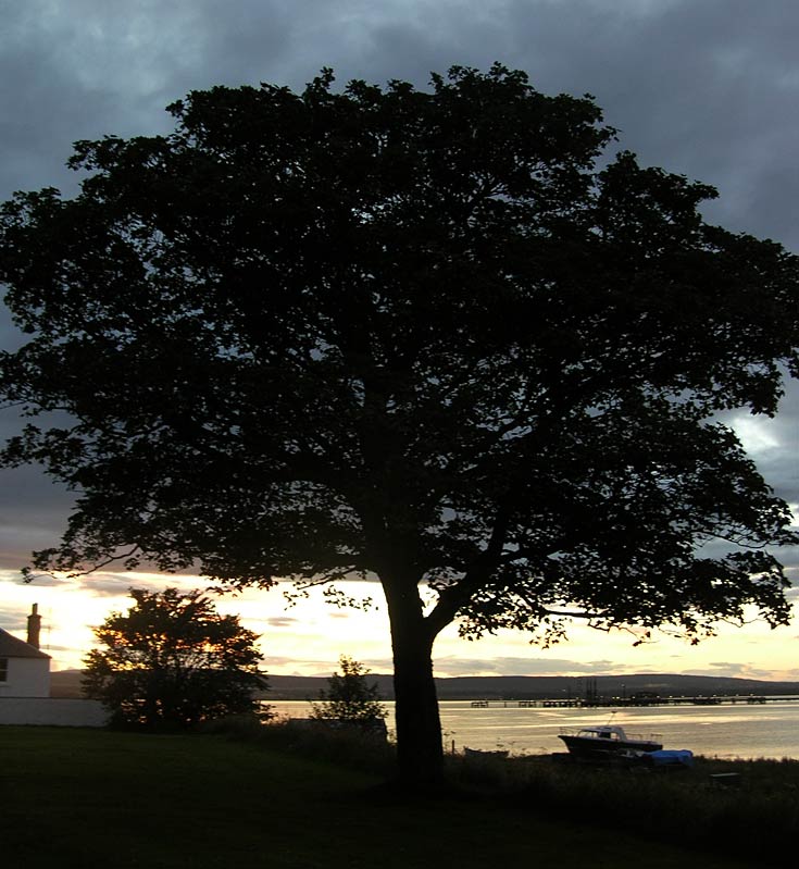 Sycamore (Acer pseudoplatanus) at Sunset, Cromarty, Easter Ross