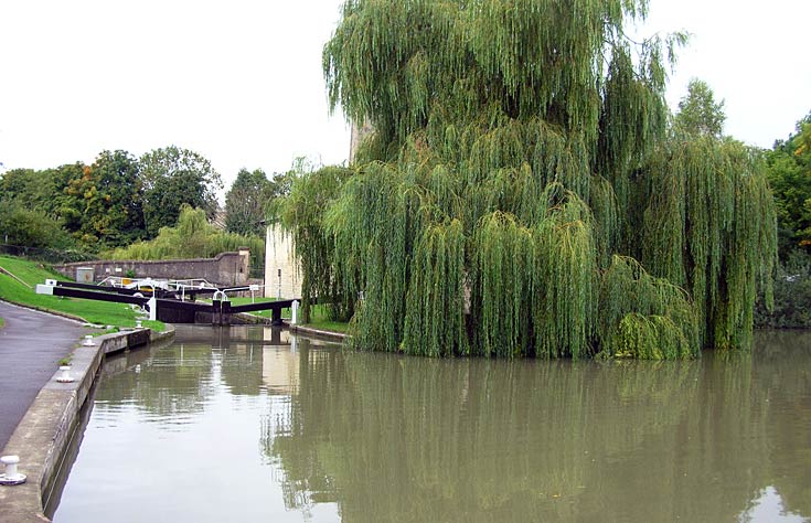 Splendid Weeping Willow on the Kennet and Avon Canal, Bath