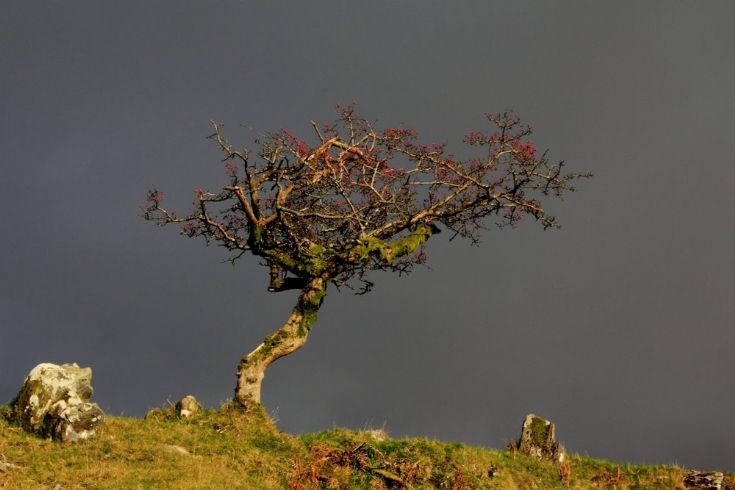 A Time For Red Berries - Hawthorn at Peek Hill, Dartmoor