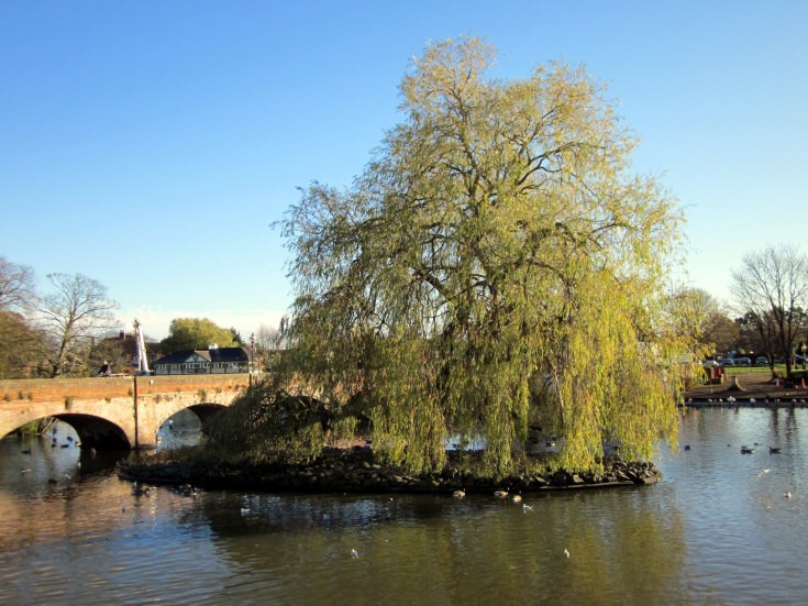 Willow in Stratford-Upon-Avon