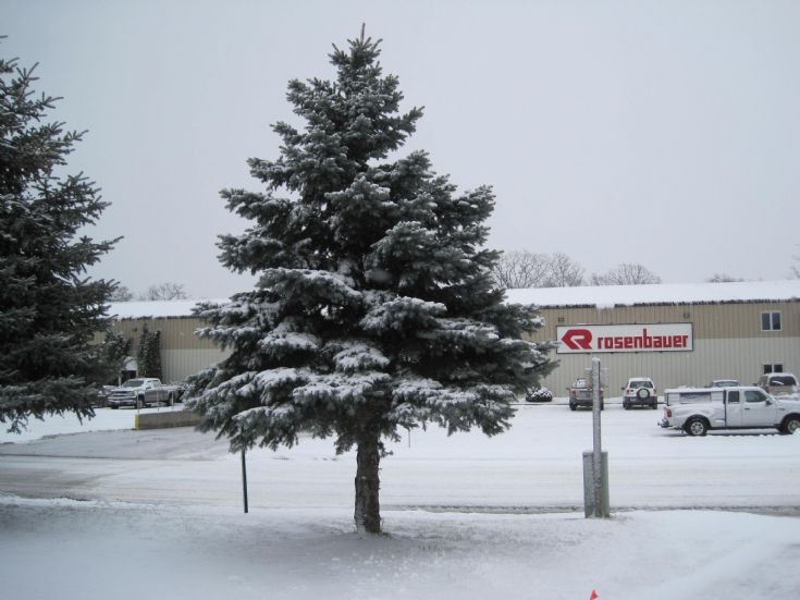 Evergreen in Wyoming, Minnesota