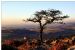 Hawthorn - A Tree With A view