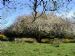 Achintee Crab Apple (Malus sylvestris)