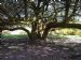 Achintee Crab Apple - 2 (Malus sylvestris)
