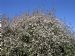 Achintee Crab Apple 3 - (Malus sylvestris)