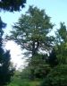 Atlas Cedar (Cedrus atlantica) at St. Regulus Graveyard, Cromarty