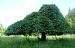Camperdown Elm (Ulmus glabra 'Camperdownii') in old vegetable garden at Cromarty House