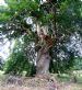 Scotlands' oldest recorded tree - the Sweet Chestnut (castanea Sativa) at Castle Leod, Strathpeffer