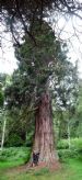 Giant 'Wellingtonia' Sequoia (Sequoiadendron giganteum) at Castle Leod, Stratpeffer