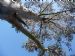 Tingiringi Gum (Eucalytptus glaucescens) at Brahan, Easter Ross