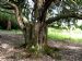 A fine specimen of Yew (Taxus baccata) at Brahan Estate, Easter Ross