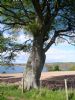Fine, muscular old Beech (Fagus sylvatica) on Cromarty Sutor, Black Isle, Scotland