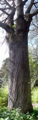 Massive Turkey Oak (Quercus cerris) at Brahan Estate, Easter Ross