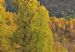 Silver Birch (betula pendula) in various shades of Autumn Colour, Glen Affric, Scotland